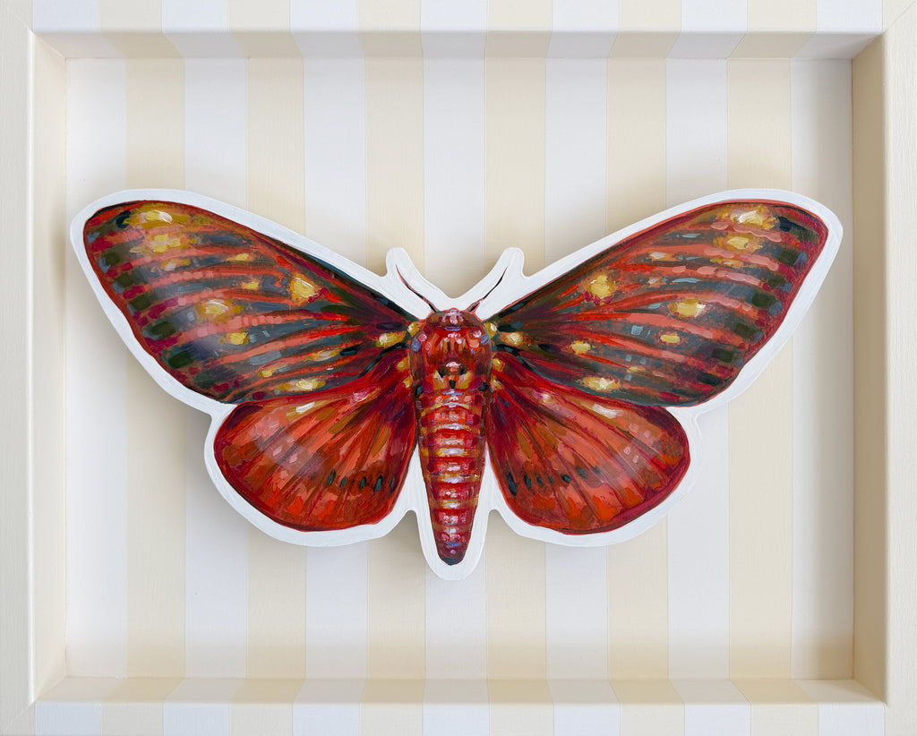 Emily Furr - Saturn Moth