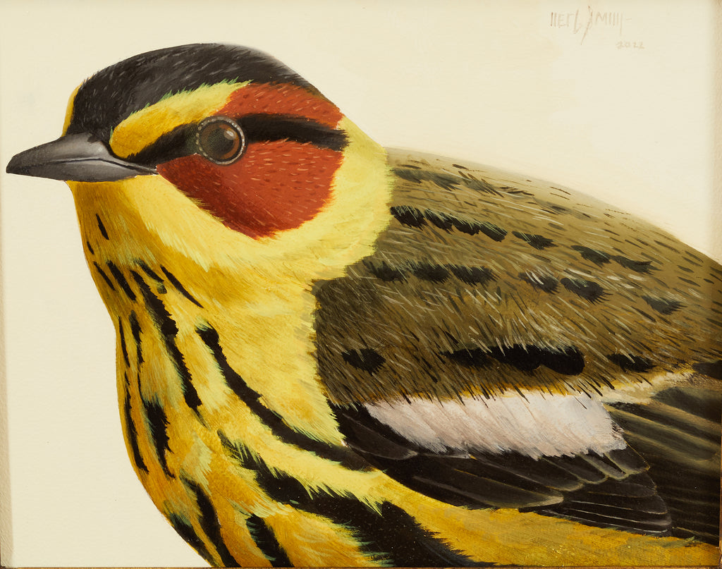 Herb Smith - Cape May Warbler
