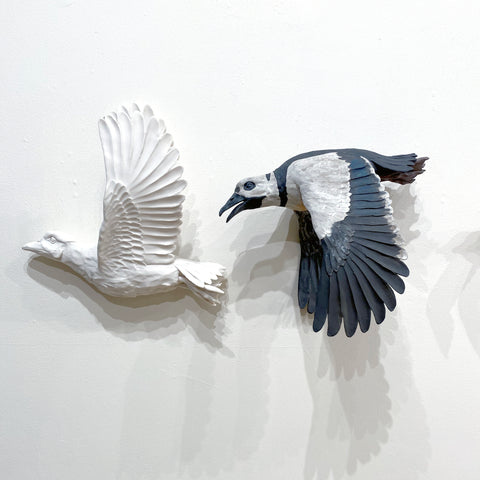 Sarah Conti - Steller’s Eider Pair