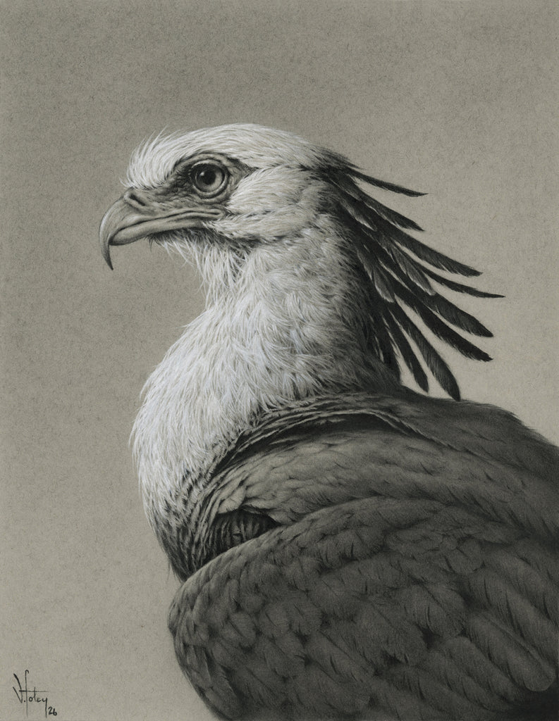 Vanessa Foley - The Secretary Bird
