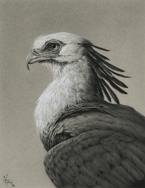 Vanessa Foley - The Secretary Bird