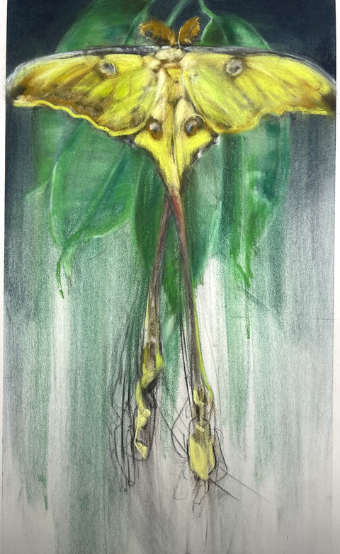 April Coppini - Moon Moth, Landed