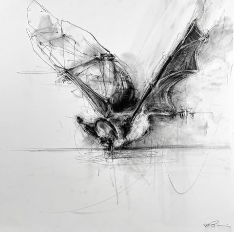 April Coppini - Pallid Bat, Taking a Drink