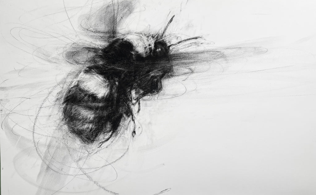 April Coppini - Endangered Crotch's Bumblebee (Bombus Crotchii), In Flight