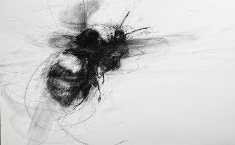 April Coppini - Endangered Crotch's Bumblebee (Bombus Crotchii), In Flight