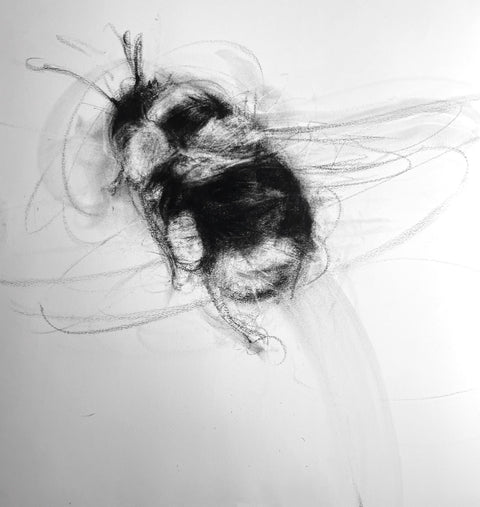 April Coppini - Black-tailed Bumblebee