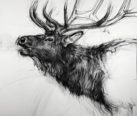 April Coppini - Roosevelt Elk, Bulging