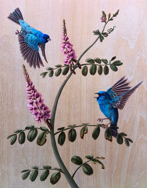 Kristin Bell - Indigo Buntings on Indigo Tinctoria