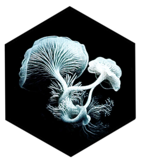 Jeff Sheridan - Ghost Bloom