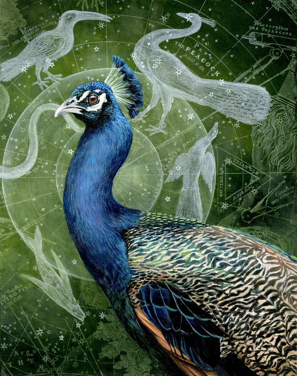 Christina Keith - Pavo