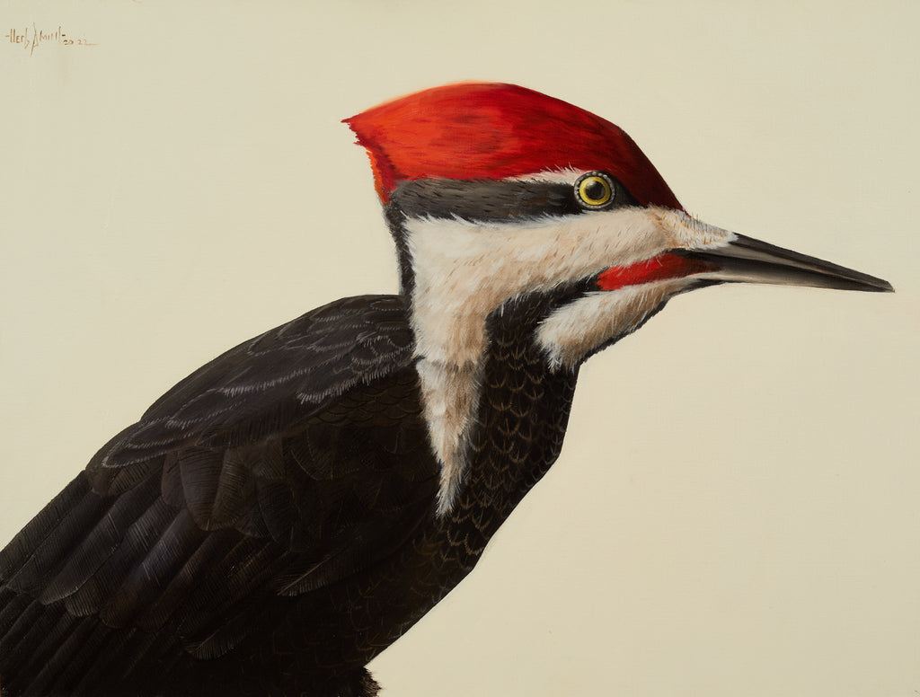 Herb Smith - Pileated Woodpecker