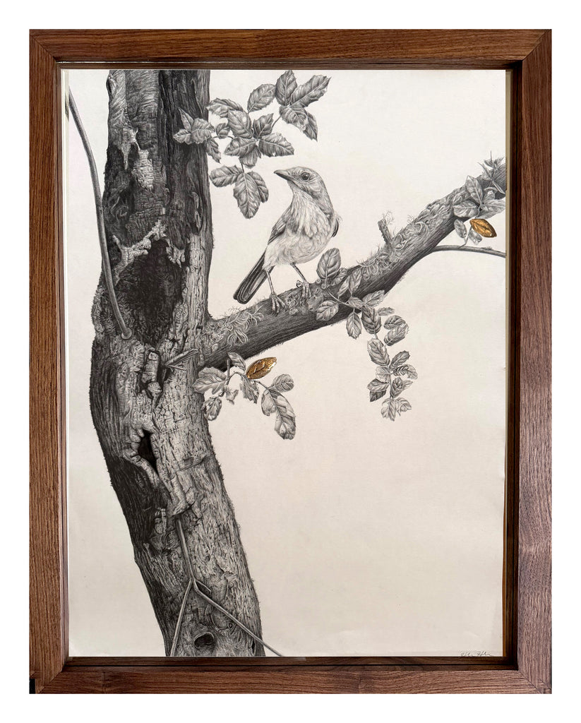 Hannah Hirsekorn - Sudden Oak Death
