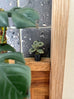 Astrid Wilk - Habitat – Plant Mail Got Stuck