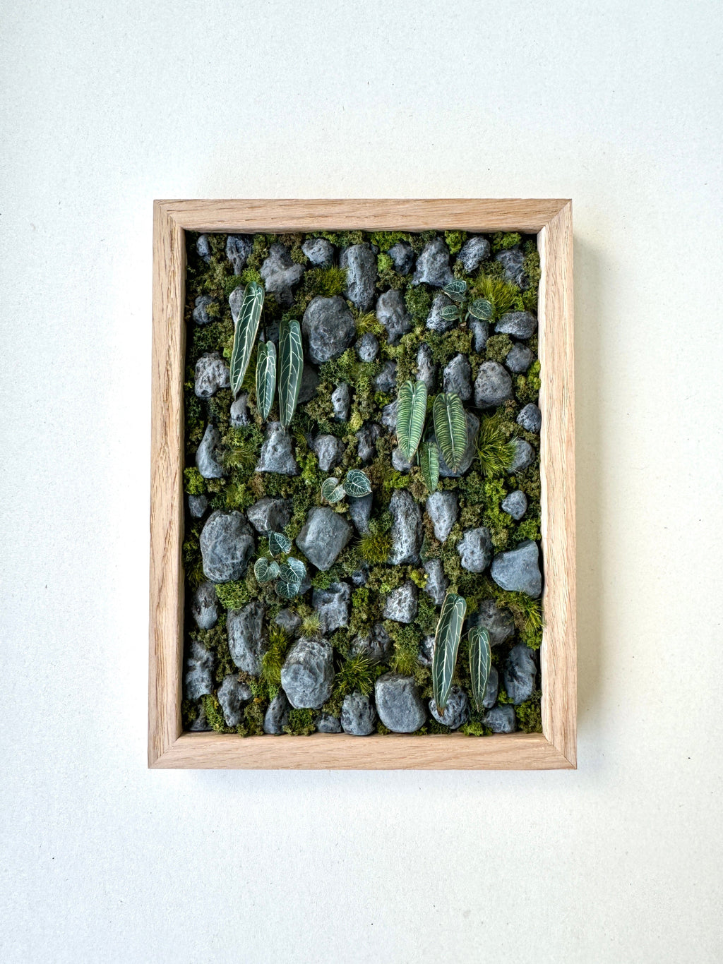 Astrid Wilk - Habitat – Moss & Anthurium