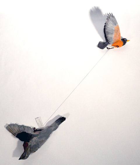 Sarah Conti - American Robin, Extinct Passenger Pigeon