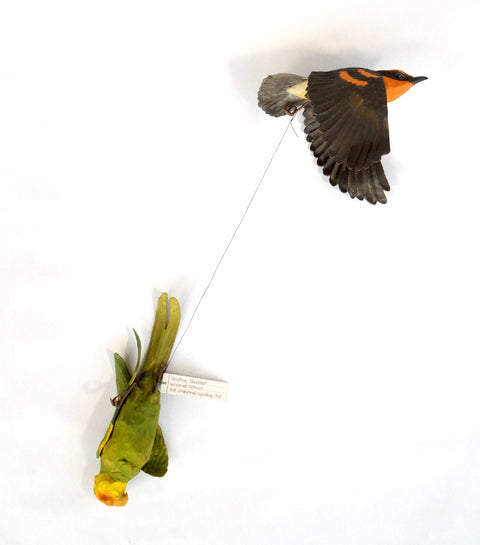 Sarah Conti - Varied Thrush, Extinct Carolina Parakeet