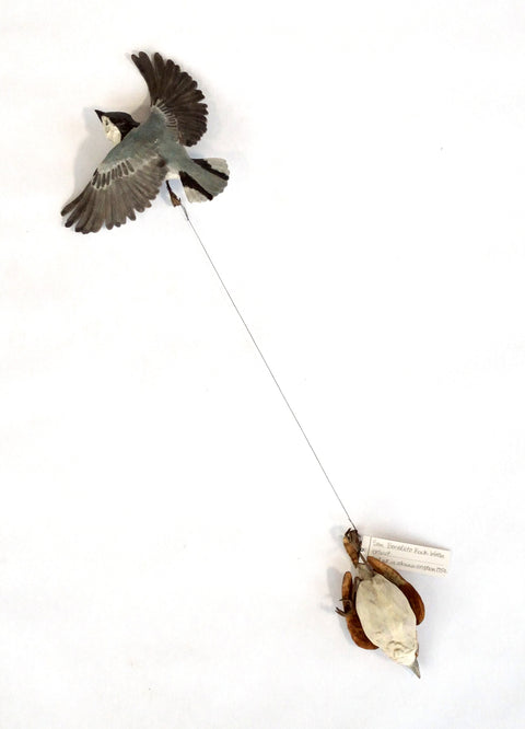 Sarah Conti - White-Breasted Nuthatch, Extinct San Benedicto Rock Wren