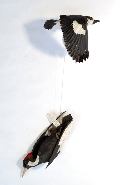 Sarah Conti - Acorn Woodpecker, Extinct Ivory-Billed Woodpecker