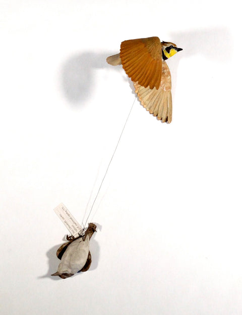 Sarah Conti - Streaked Horned Lark, Extinct San Celemente Wren