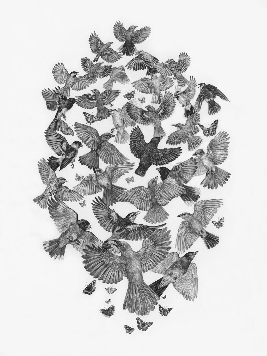 Zoe Keller - Common Songbirds & Butterflies of Zion National Park
