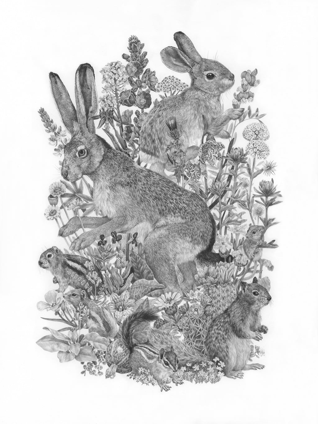 Zoe Keller - Common Small Mammals & Wildflowers of Zion National Park