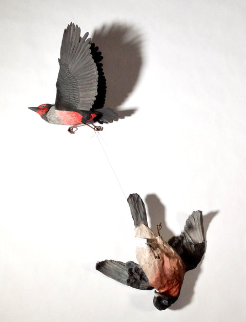 Sarah Conti - Lewis’s Woodpecker, Extinct Passenger Pigeon