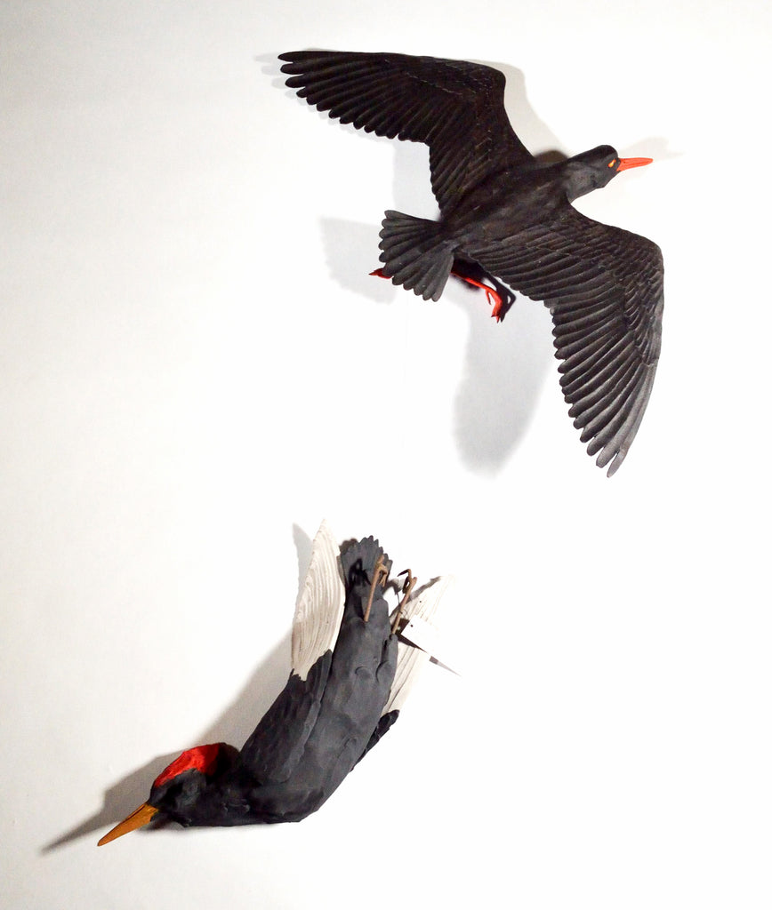 Sarah Conti - Black Oystercatcher, Extinct Imperial Woodpecker