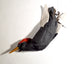 Sarah Conti - Black Oystercatcher, Extinct Imperial Woodpecker