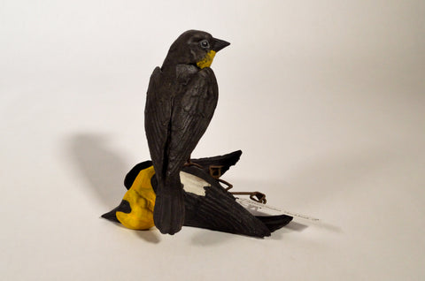 Sarah Conti - Yellow-Headed Blackbird