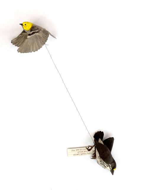 Sarah Conti - Hermit Warbler, Extinct Dusky Seaside Sparrow