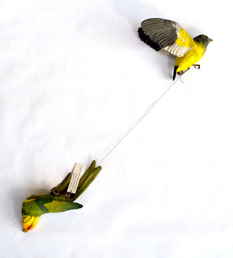 Sarah Conti - Evening Grosbeak, Extinct Carolina Parakeet