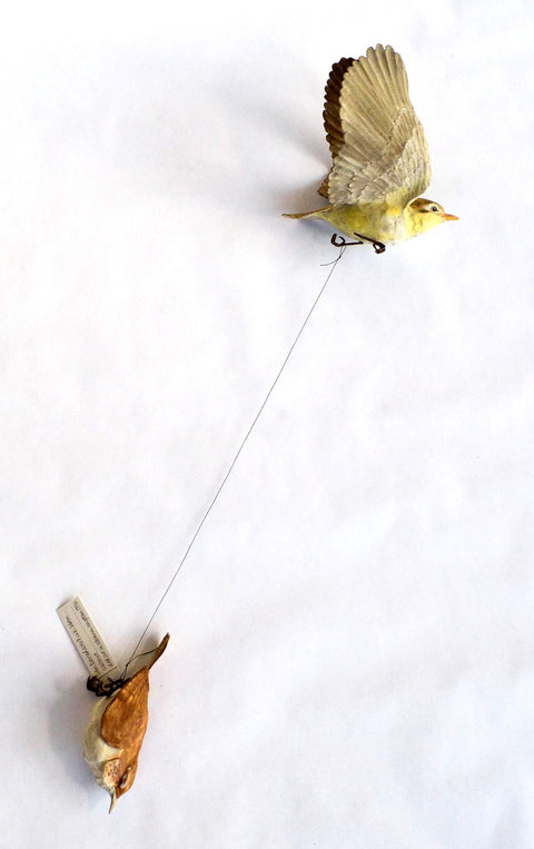 Sarah Conti - Pacific Slope Flycatcher, Extinct San Benedicto Rock Wren
