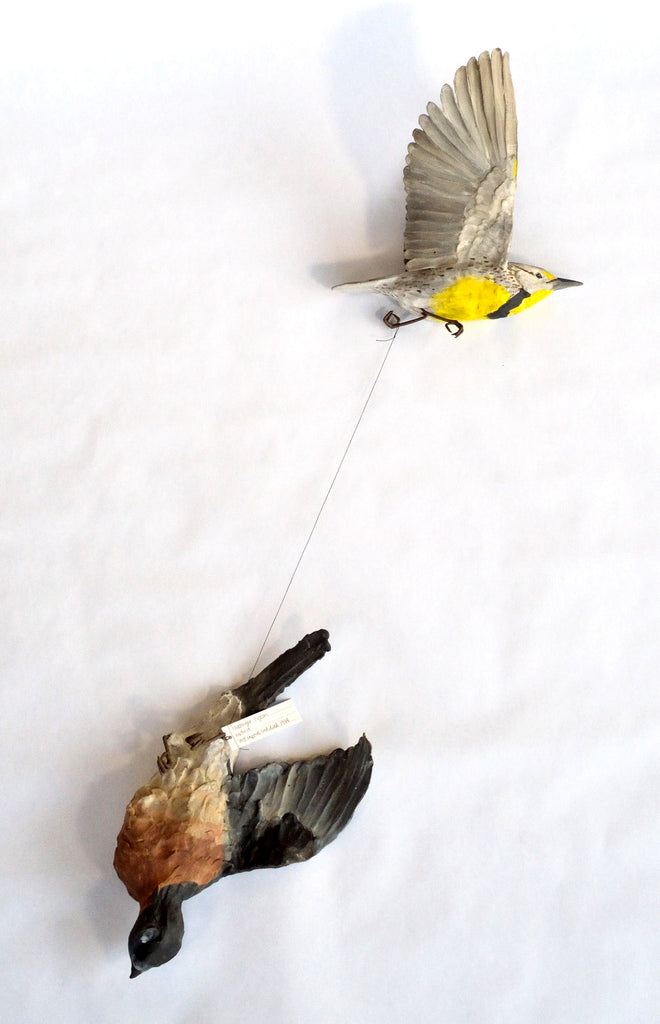 Sarah Conti - Western Meadowlark, Extinct Passenger Pigeon