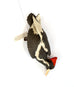 Sarah Conti - Pigeon Guillemot, Extinct Ivory-Billed Woodpecker