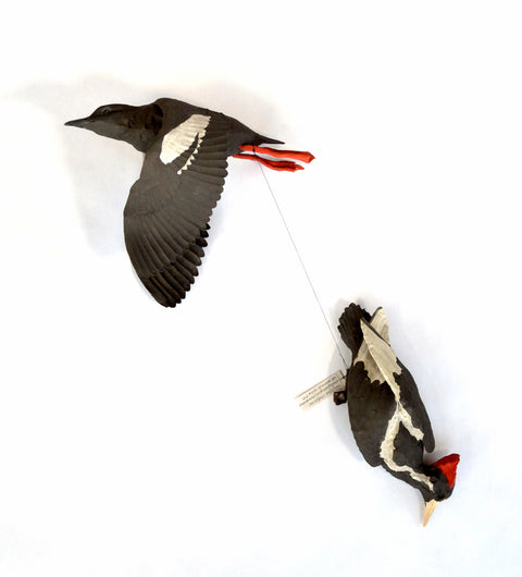 Sarah Conti - Pigeon Guillemot, Extinct Ivory-Billed Woodpecker