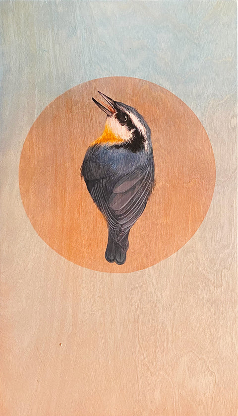 Amy Ruppel - Nuthatch