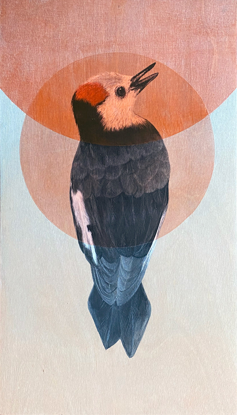 Amy Ruppel - White Headed Woodpecker
