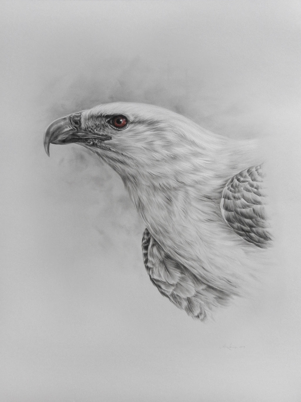 Alex Louisa - "White-bellied Sea Eagle"