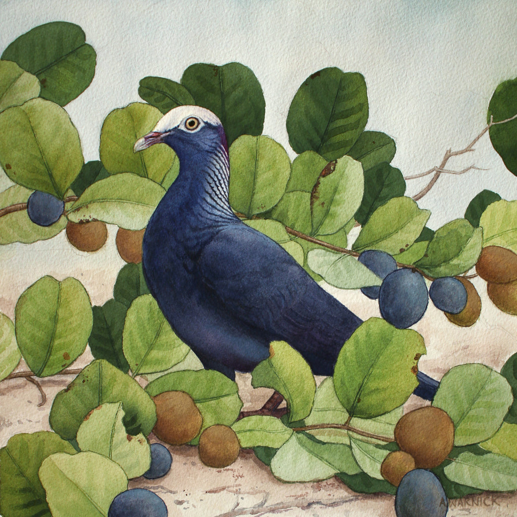 Alex Warnick - White-crowned Pigeon and Cocoplum