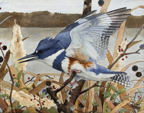 Alex Warnick - Belted Kingfisher and Buttonbush