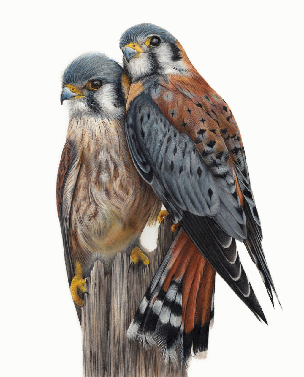 Claire Milligan - American Kestrels