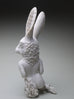 Crystal Morey - Lush Anthesis: White Tailed Jackrabbit