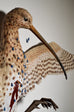 Sarah Conti - Long-Billed Curlew