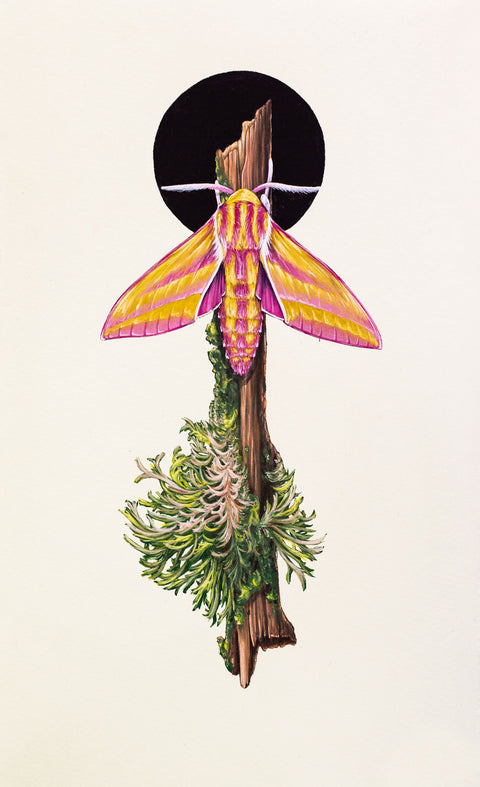 Thomas Jackson - ‘Elephant Hawk Moth’ - West Country, England