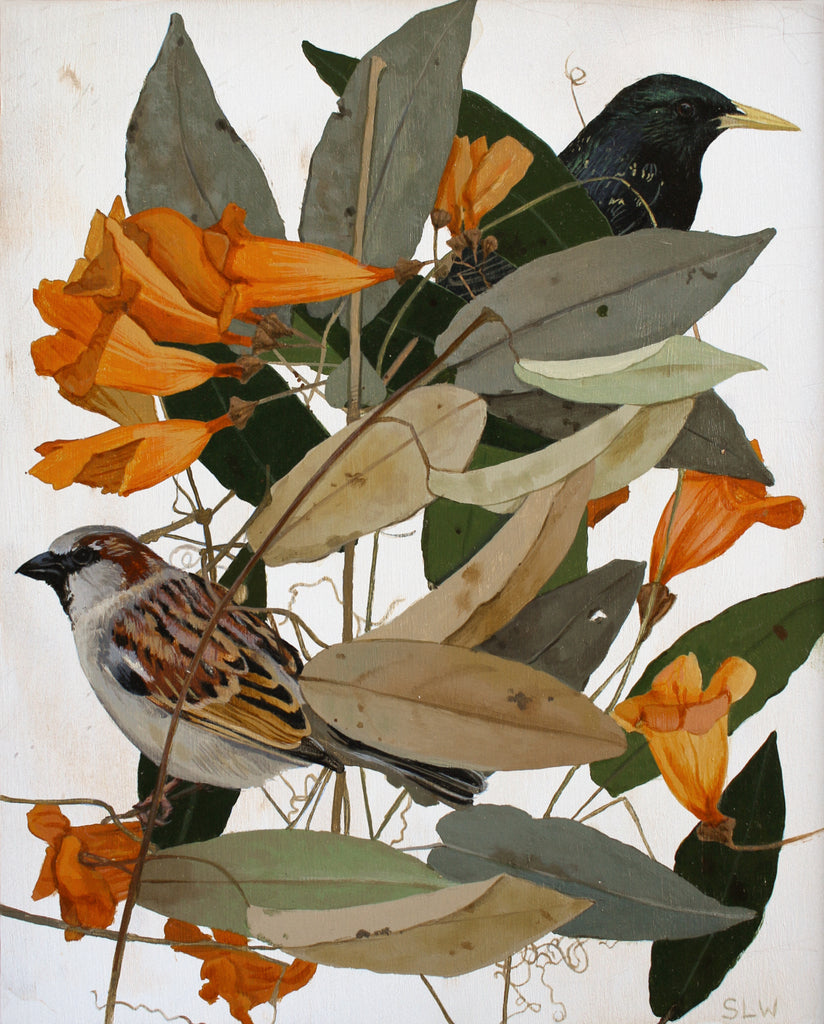 Shae Warnick - House Sparrow and Crossvine