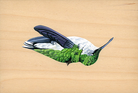 Liz Clayton Fuller - Lost Hummingbird II