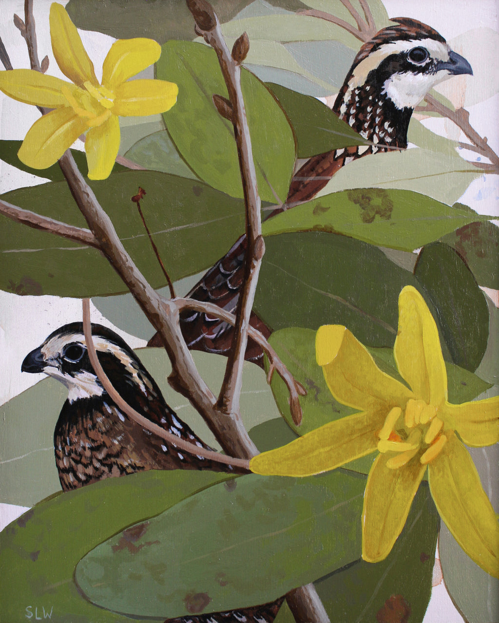 Shae Warnick - Northern Bobwhite and Sassafras