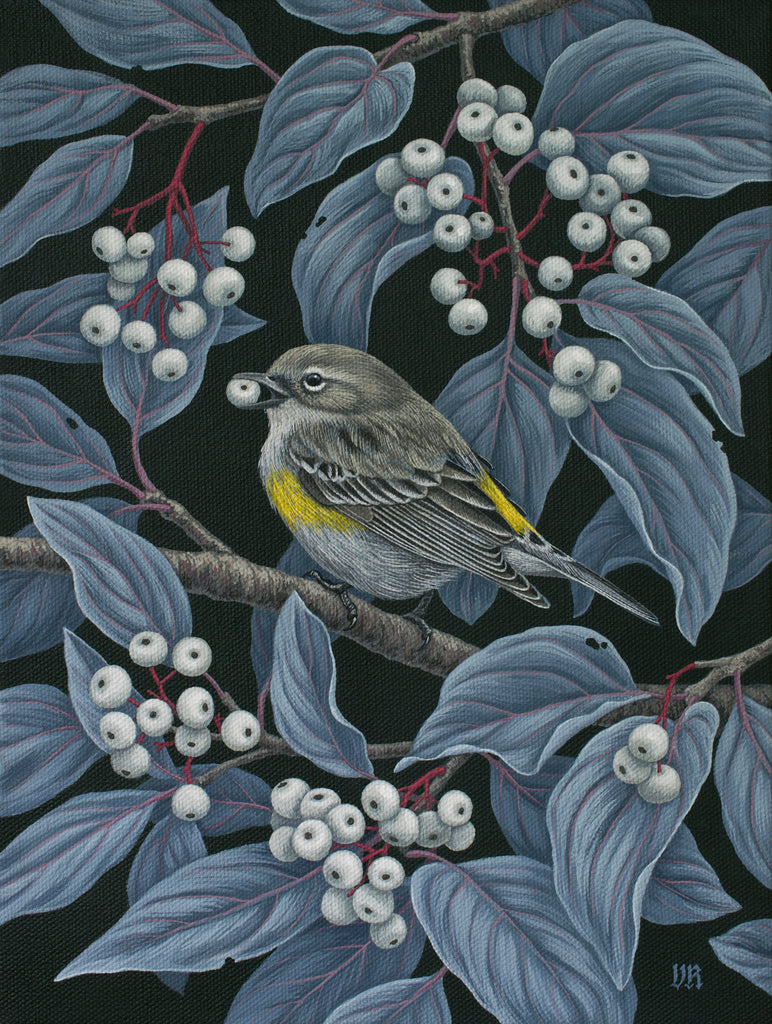 Vasilisa Romanenko - Yellow Rumped Warbler
