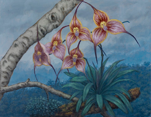 Sandra Yagi - Monkey Faced Orchids