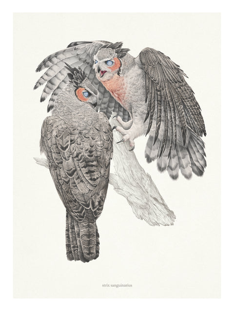 Veronica Park - Sanguinary Owl